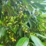 نبات الجوجوبا مصر