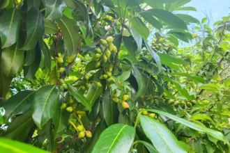 نبات الجوجوبا مصر