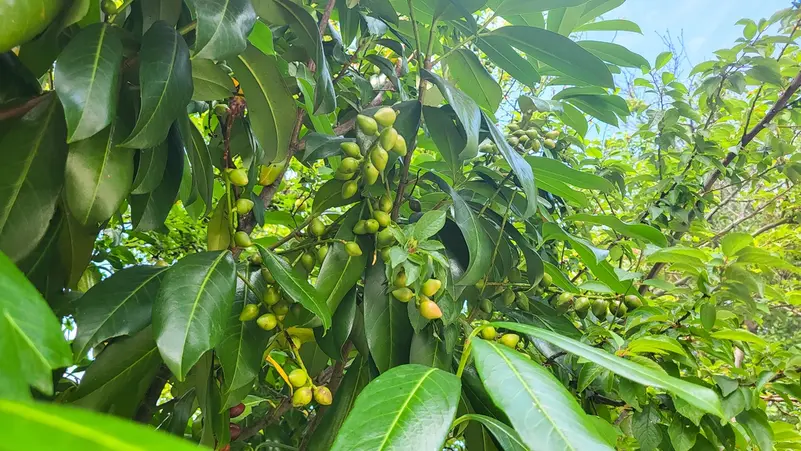 نبات الجوجوبا مصر