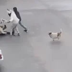 تونس – سرقة امرأة – سكرة – جرائم السلب – الهجرة غير النظامية – فيديو صادم – الأمن في تونس