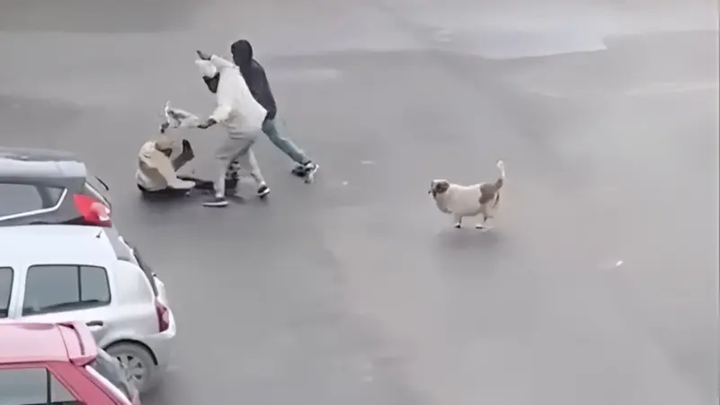 تونس – سرقة امرأة – سكرة – جرائم السلب – الهجرة غير النظامية – فيديو صادم – الأمن في تونس